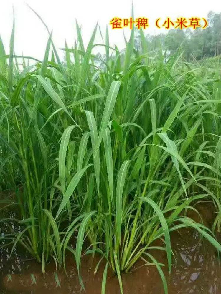 小米草种子雀叶稗湖南稷子高产水草鱼虾蟹牧草耐水淹牛羊饲料小米草