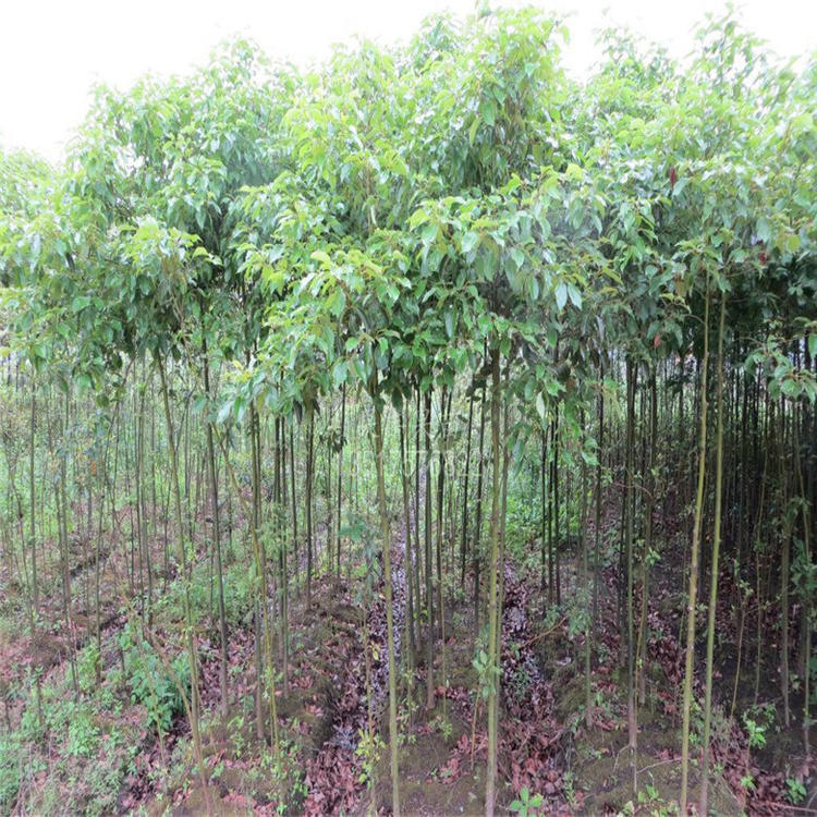 东皓 香樟树苗大叶香樟树樟树苗四季常青驱蚊树小苗庭院种植地栽绿化