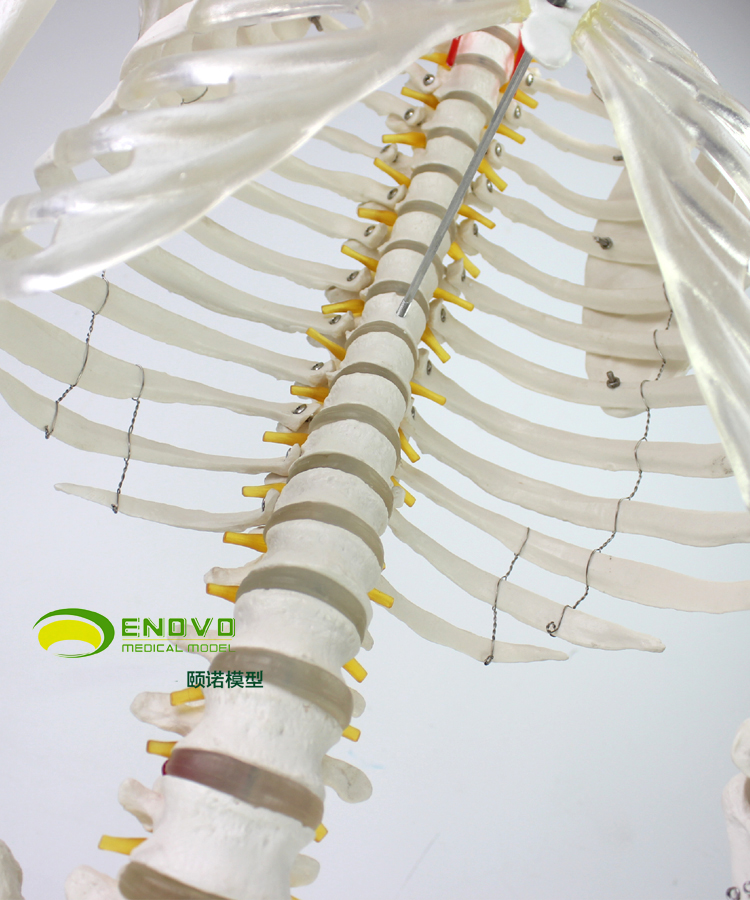 医学170cm人体骨骼模型骨架标本全身模型可拆人体骨架教学模型结构