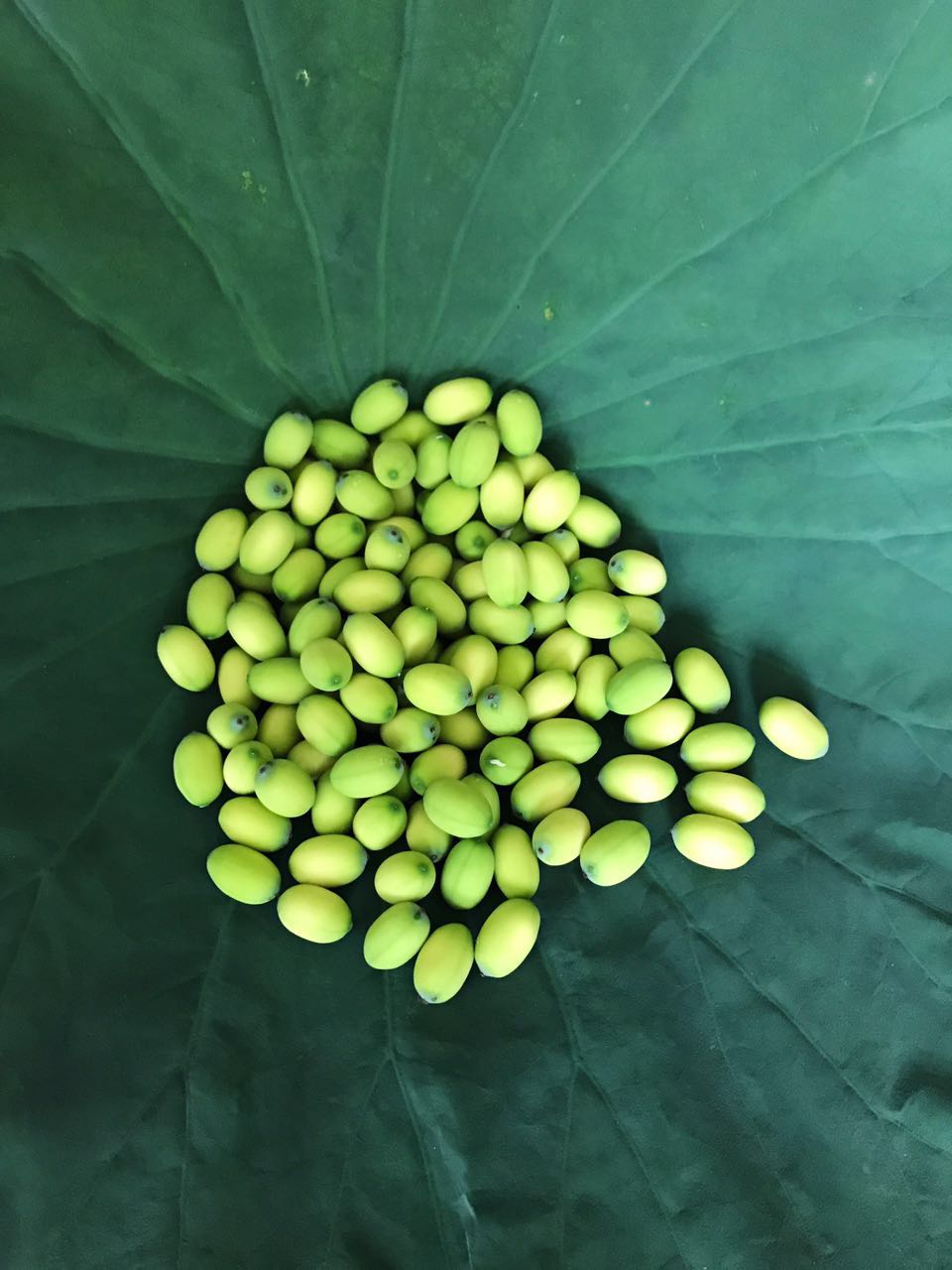 爵妃白洋淀新鲜莲子新鲜莲蓬嫩莲子米现摘现剥现寄生吃煮粥炒顺丰1500