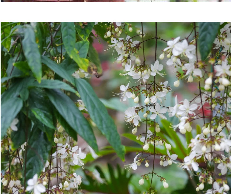 磐阙*磐阙上新 垂丝茉莉花苗四季开花白玉蝴蝶稀有绿植花卉盆栽室内好