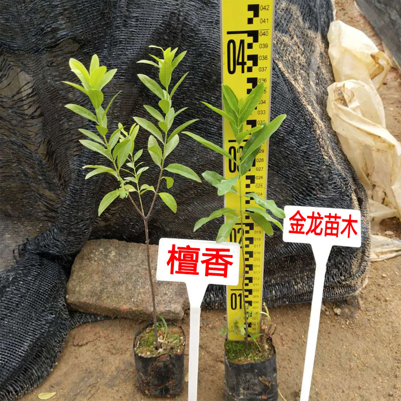 小叶金丝楠木树苗正宗四川金丝楠木小苗名贵金丝楠苗名贵奇楠苗木sy