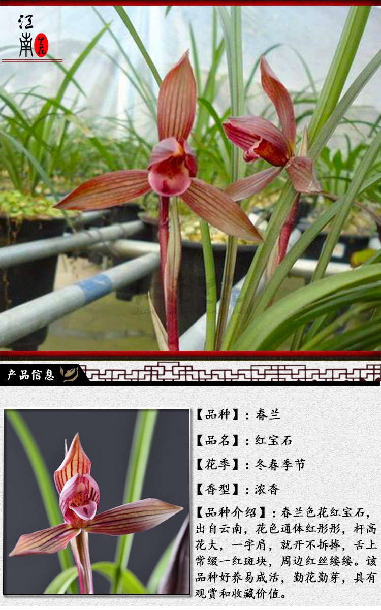 24种兰花苗 春兰建兰春剑红素 大红袍冬带花苞出售 蕙兰大一品1丛3苗