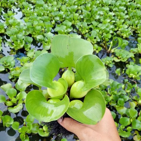 水葫芦水培植物净化水质水葫芦水芙蓉养龟鱼缸水草浮萍水养小绿植 5棵