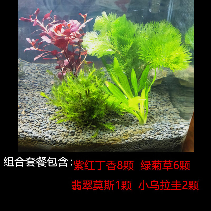 水草植物真草造景鱼缸水草绿菊红波观赏懒人莫斯树榕美观绿菊水草套餐