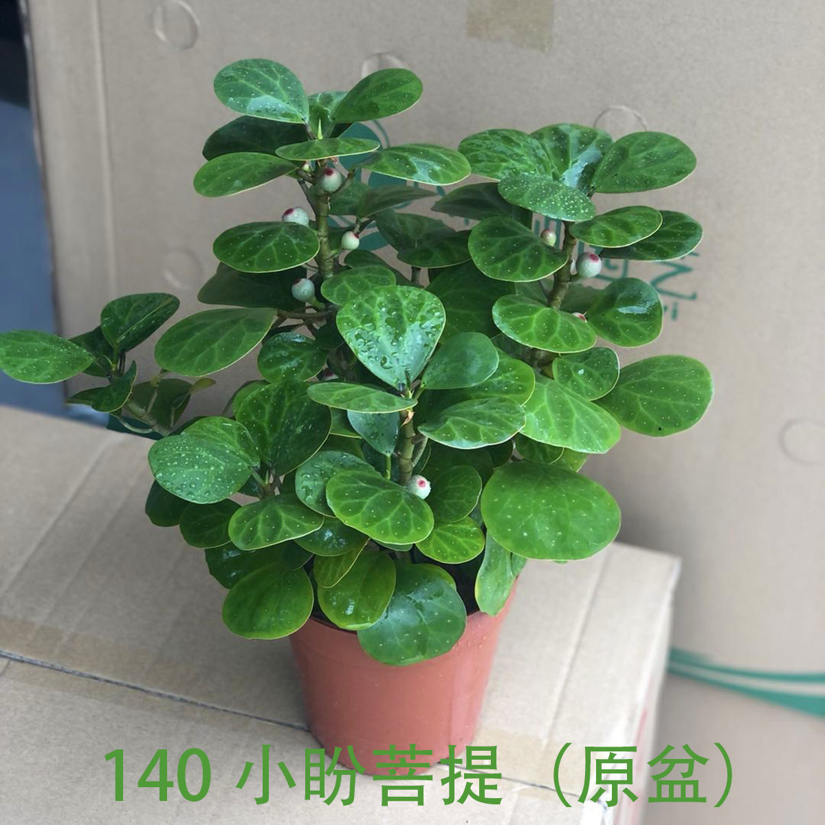 轻奢芊阙小盼菩提树小叶紫檀盆栽花卉艺术盆景办公绿植居家摆件一树一