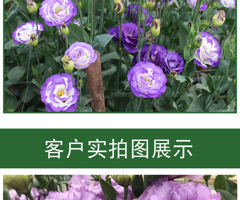 涞思芊*轻奢芊阙现货云南基地直销重瓣洋桔梗花苗惊艳切花洋桔梗苗