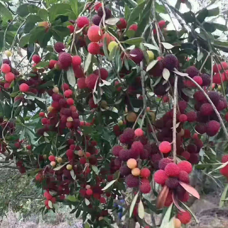 杨梅果树苗东魁仙居黑炭杨梅苗嫁接南北方种植当年结果大红梅早熟5年