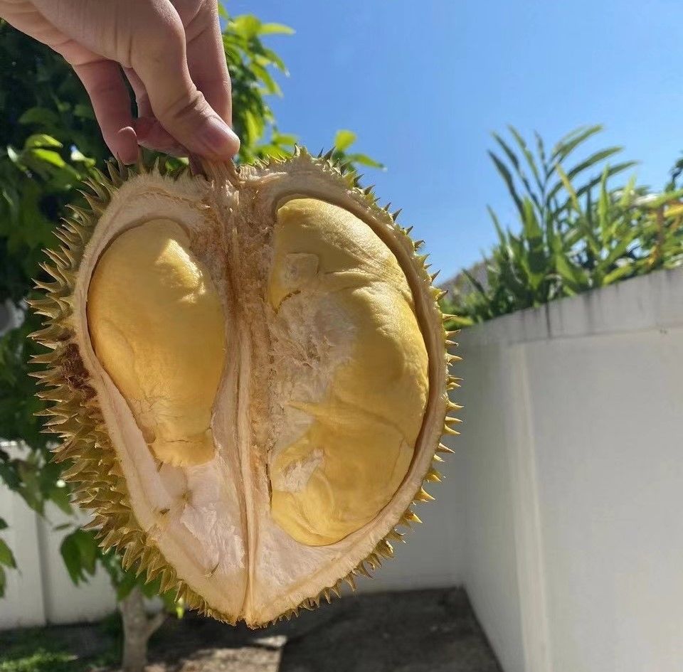 泰国榴莲金枕头托曼尼甲仑长柄猫山王新鲜热带当季水果现货创果 4-5斤