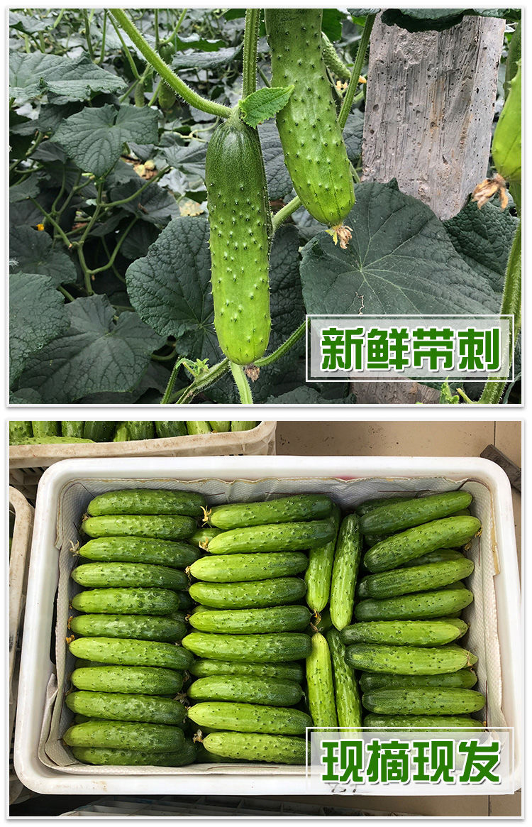 水果黄瓜新鲜山东旱黄瓜生吃孕妇蔬菜农家当季刺青瓜小黄瓜 5斤装