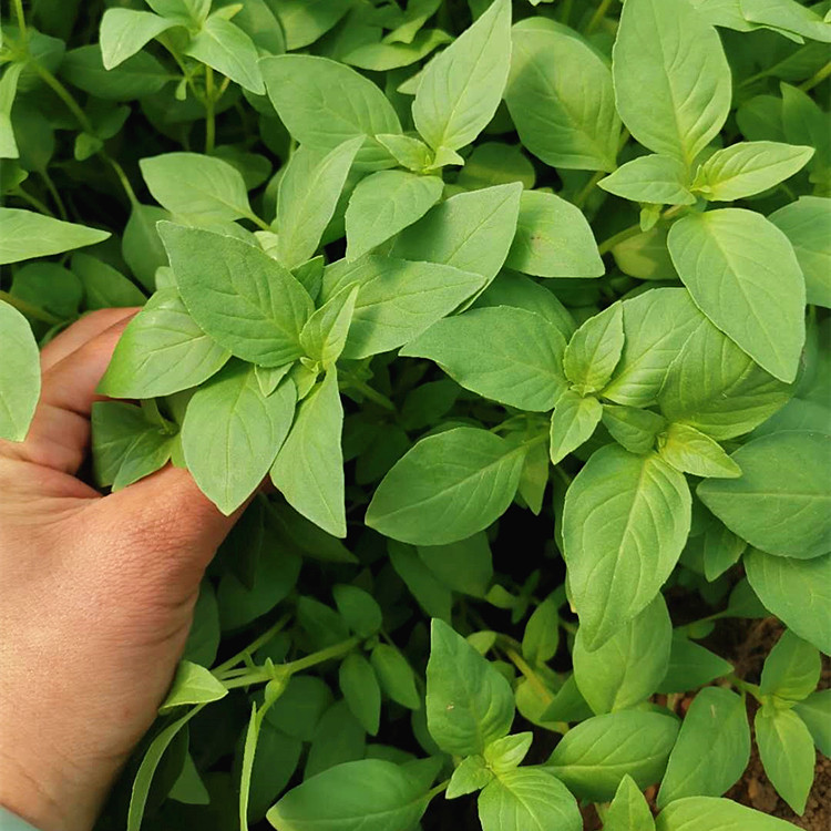 新鲜河南荆芥菜新鲜食用大叶嫩茎芥荆芥苗带根土特产 1500g