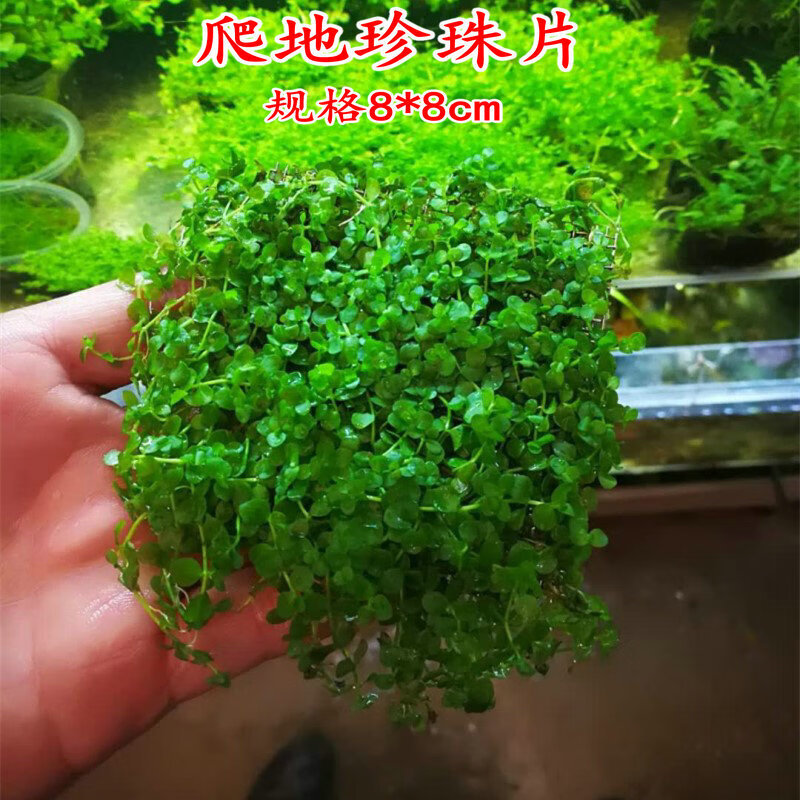 【店铺推荐】水草造景前景草大全爬地珍珠小红椒迷你皇冠牛毛草椒草