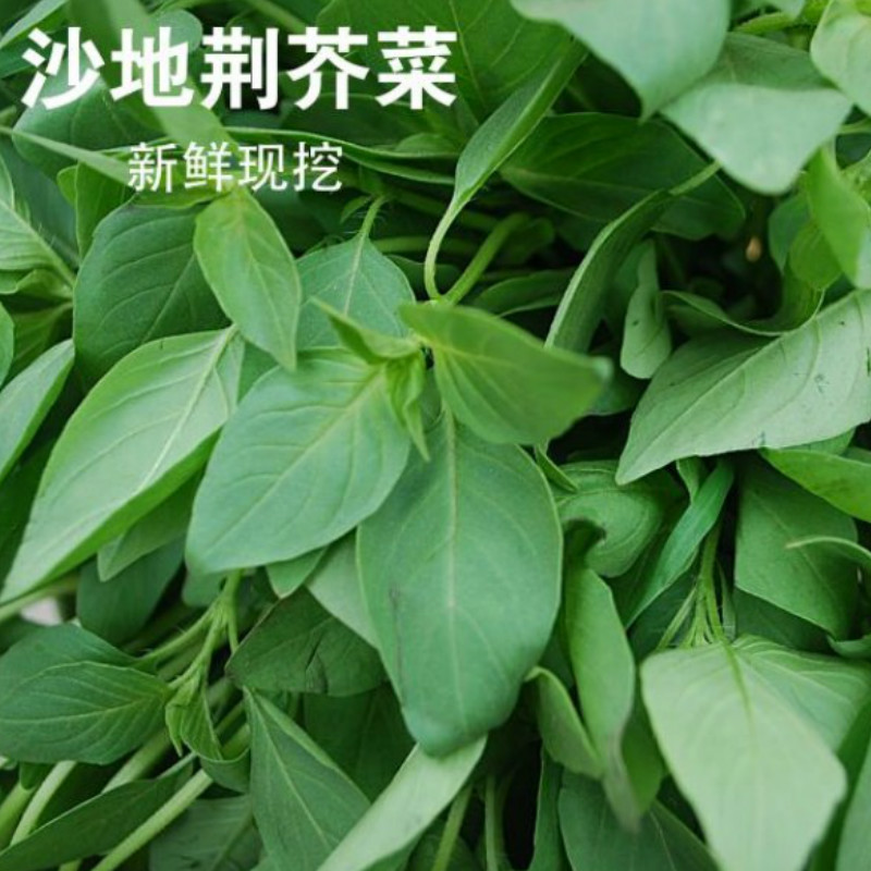 【保温箱发货】河南新鲜荆芥菜 新鲜荆棘菜 农家自种 大叶荆芥菜 茎