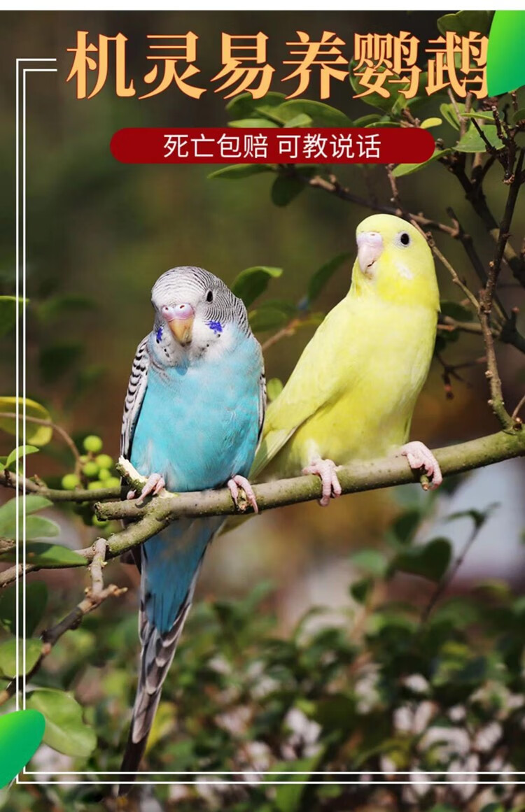 冰海精灵鸟活物虎皮鹦鹉牡丹鹦鹉活体玄凤鹦鹉宠物鸟活体幼鸟手养鸟