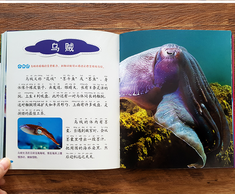 海洋动物百科大全书 海洋生物百科全书幼儿海洋动物书海底世界儿童