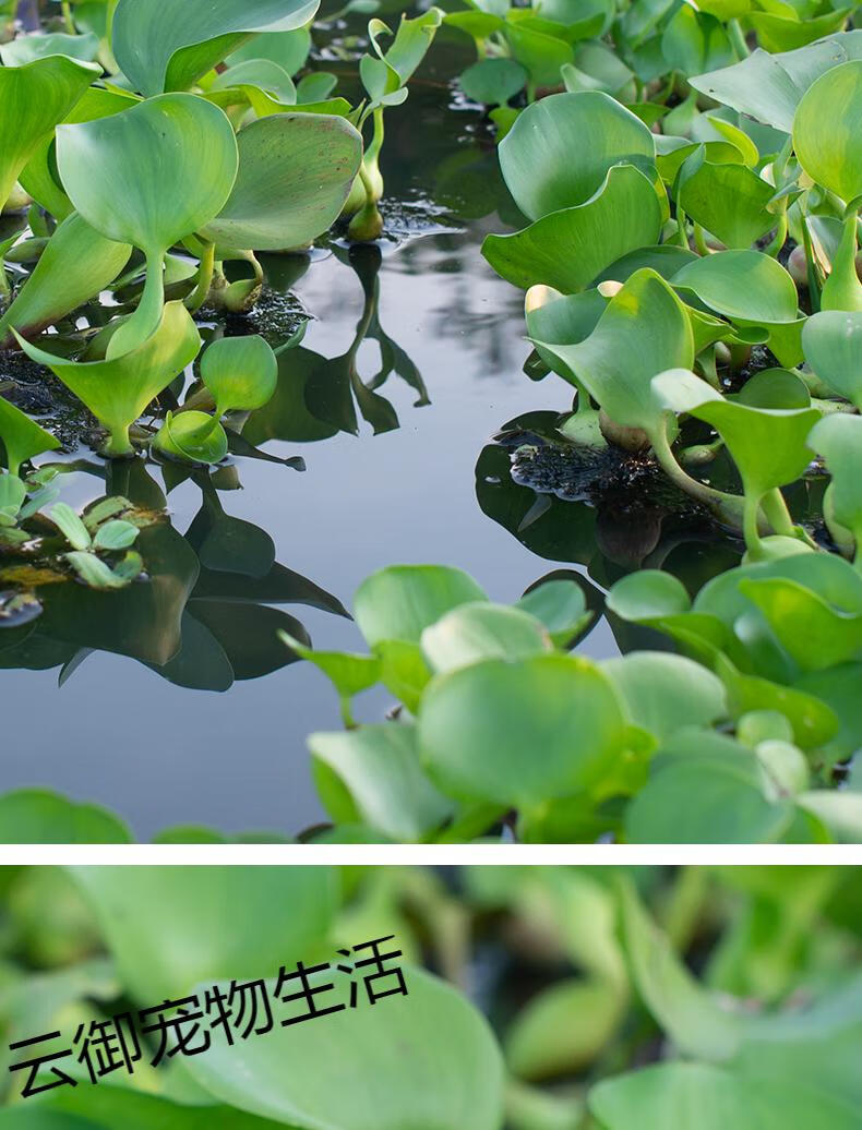 lism水葫芦浮萍水草花卉植物种苗鱼塘鱼池鱼缸养乌龟缸净化水质水芙蓉