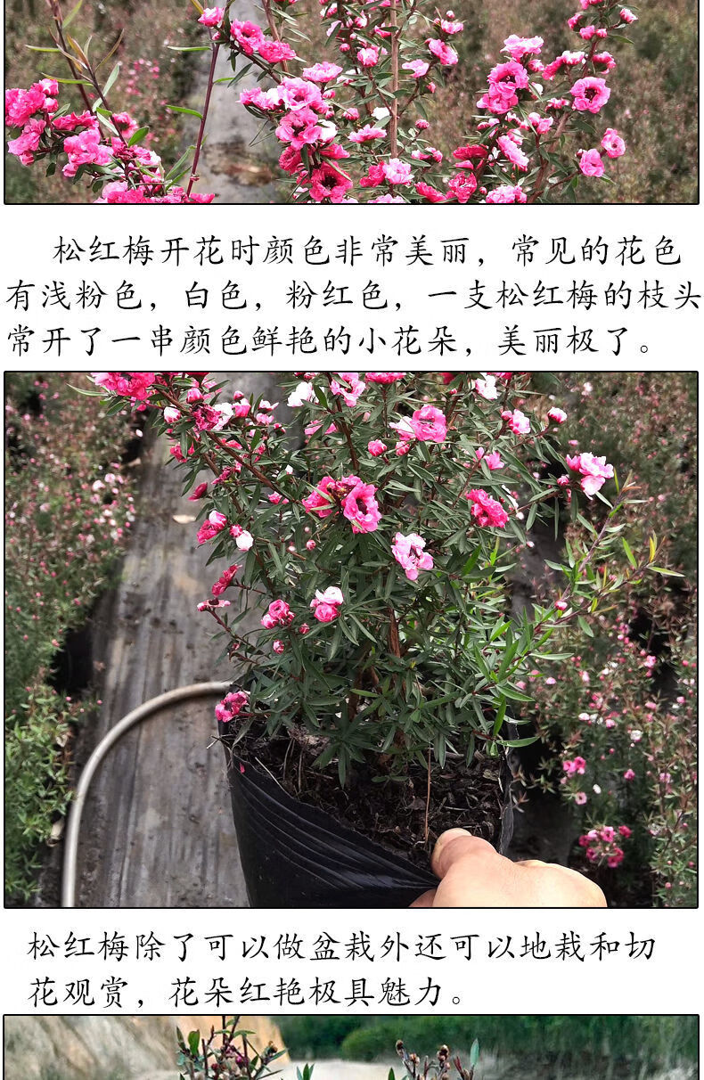 轻奢芊阙澳洲松红梅盆栽带花苞发货耐寒花卉冬天开花植物绿植盆栽腊梅