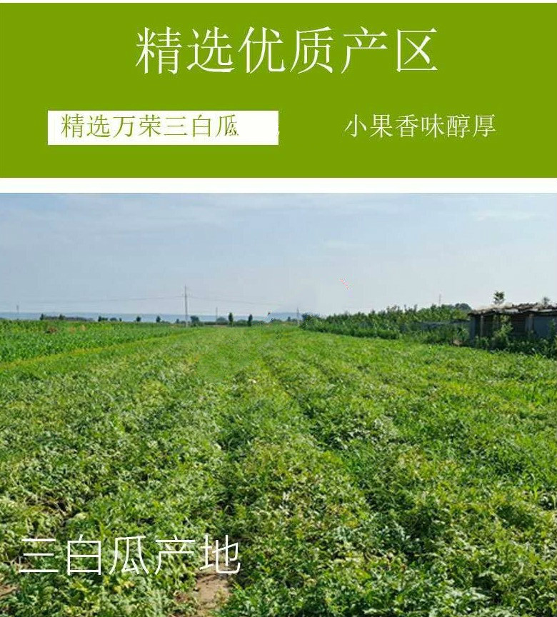 山西万荣三白瓜白西瓜白皮瓜白瓤低糖水果10-12斤单个装7月初发货