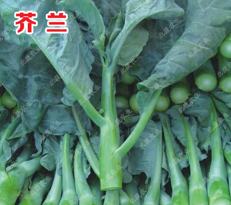 冠四季芥兰菜种籽芥蓝菜籽介兰菜种阳台盆栽菜园蔬菜种孑秋季菜籽春