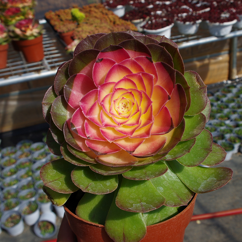 麦桑荷多肉植物稀有品种彩色红心法师药锦老桩超大室内阳台盆栽花满