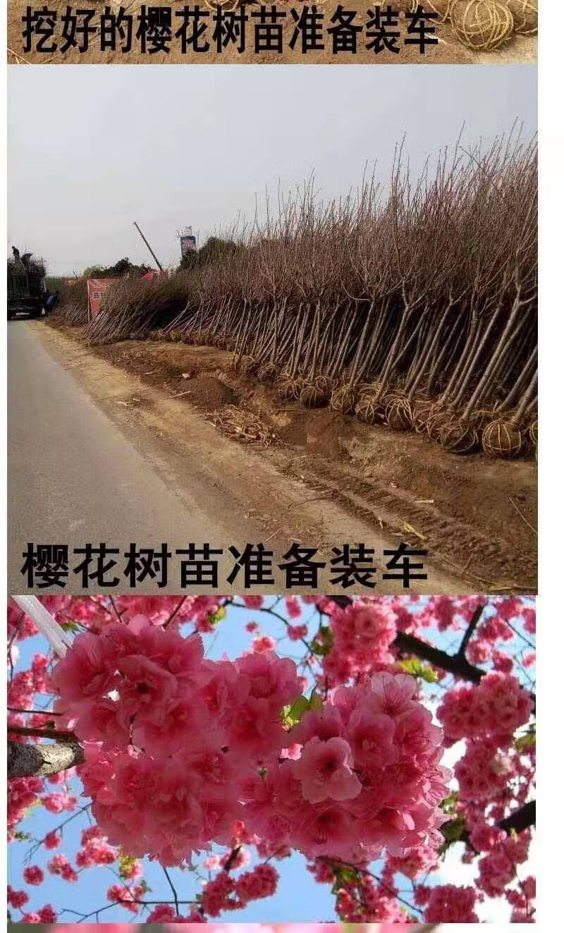 樱花树苗日本樱花苗嫁接早樱晚樱樱花小苗庭院树苗绿化苗木樱桃 广岛