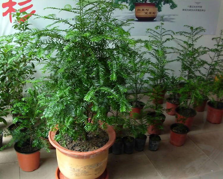 盆栽植物红豆杉盆景红豆杉苗南方红豆杉盆栽室内花卉地栽苗不含盆asdz