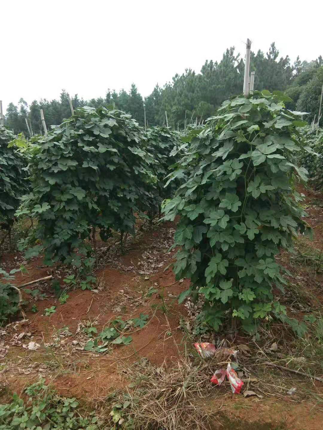 苏炫葛根种苗葛根藤种植粉葛藤葛根种子野生葛根苗桂林柴葛滕20棵葛根