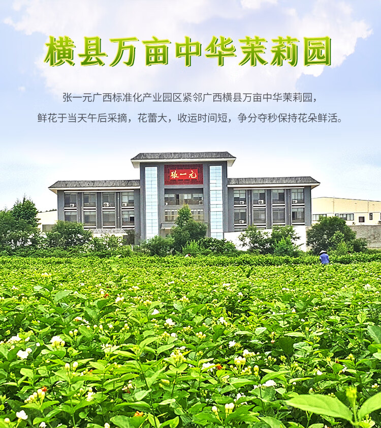 张一元茶叶 特级浓香茉莉花茶香茗50g/袋 中华老字号茗茶 香茗