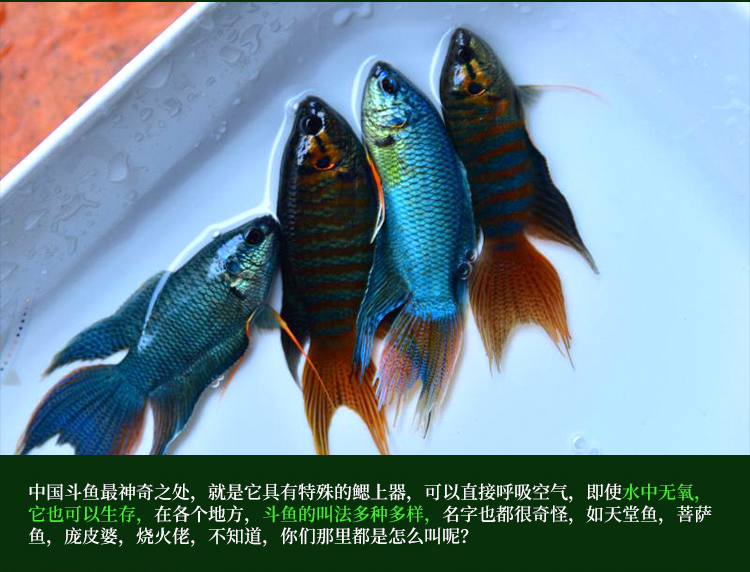 中国斗鱼冷水淡水鱼普叉好养小型不用打氧耐养的鱼观赏鱼鱼苗活体 浅