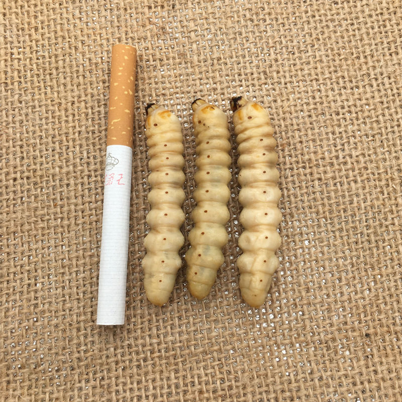 伟博柴虫哈虫木虫新鲜活体速冻野生蛤虫食用财虫云南
