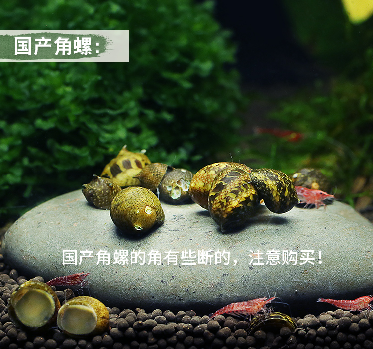 蜜蜂角螺草缸观赏螺除藻螺宠物螺汽水螺活体青苔藻清洁螺刷缸 大号角