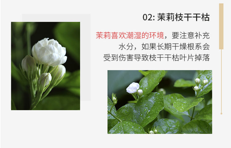 茉莉花盆栽双色重瓣老桩阳台室内庭院绿植浓香金茉莉2年小苗不送任何