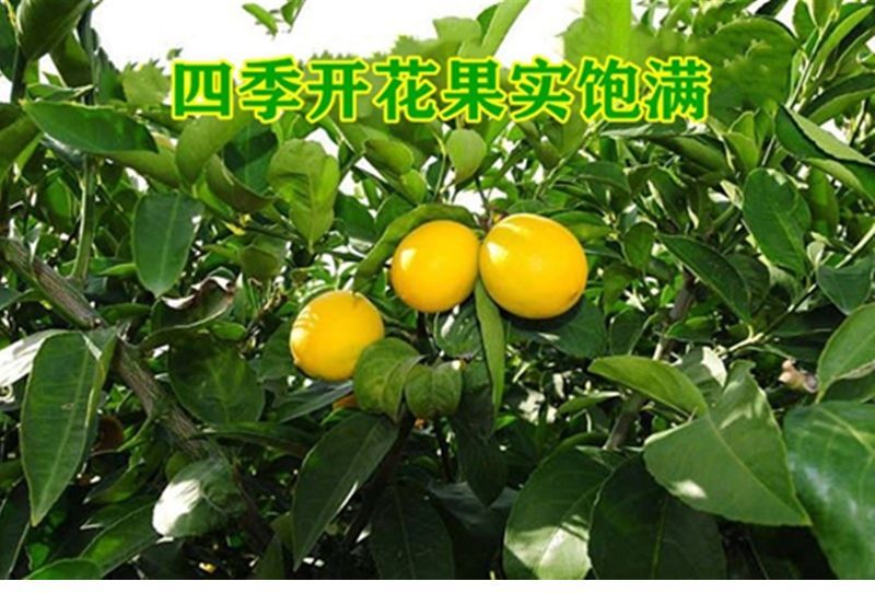 柠檬树苗盆栽香水柠檬苗柠檬树四季结果盆栽带果柠檬苗尤克力柠檬