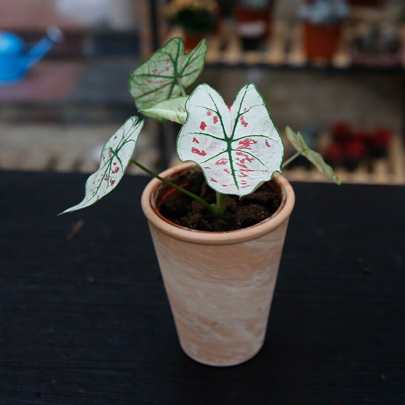 泰国彩叶芋热带植物室内美观观赏绿植盆栽盆景装饰净化空气喜温热霓虹