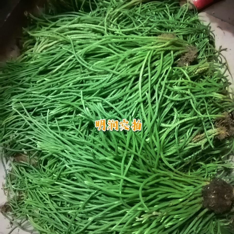 伟博中药材马尾千金草马尾伸筋草飞龙伸筋草中叶鲜货250克