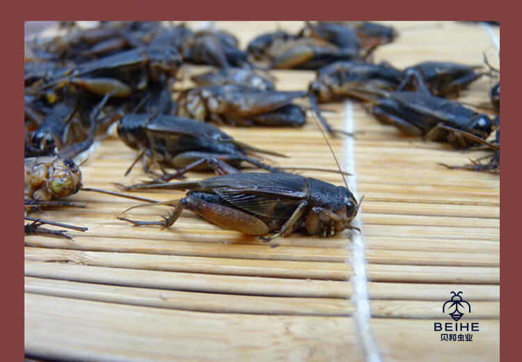 有仁堂蟋蟀新鲜冷冻蛐蛐食用昆虫油炸虫子土蛰子油葫芦蝈蝈 三斤新鲜