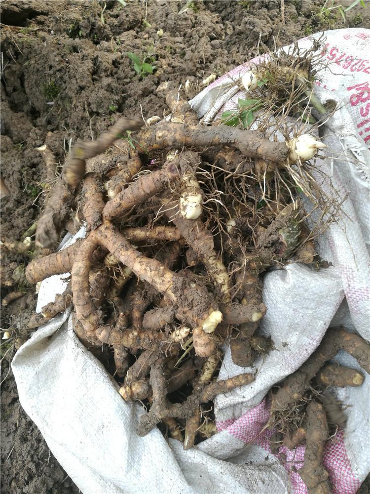 伟博湘玉竹张家界现挖现卖新鲜沙参尾参大玉竹猪屎尾煲汤1斤只发大枝