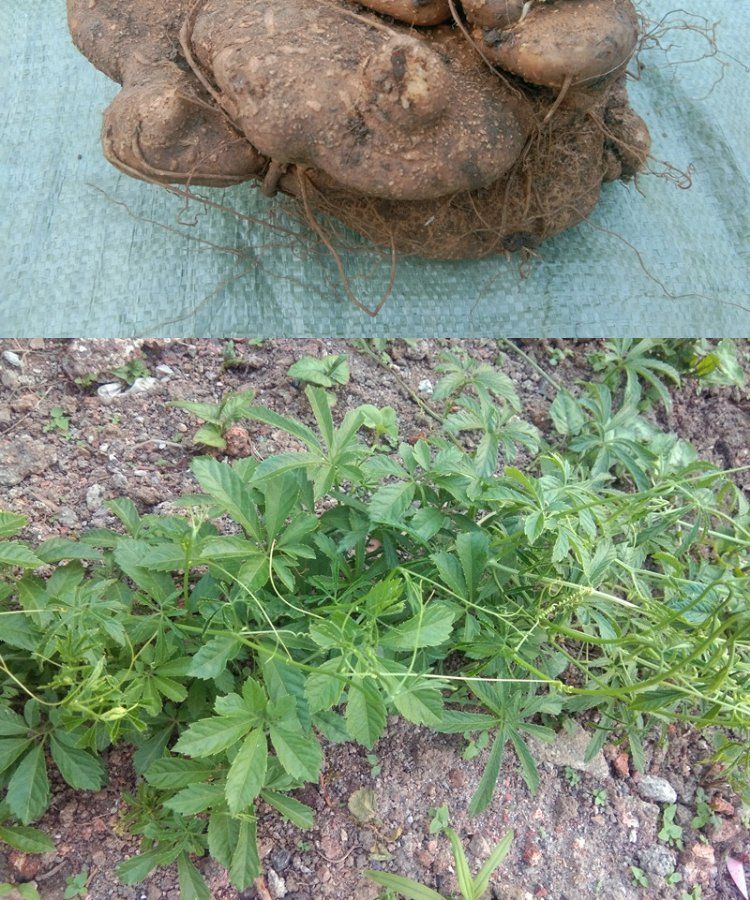 伟博贵州中草药材蛇莲500g高山雪胆曲莲罗锅底苦金盆赛金刚