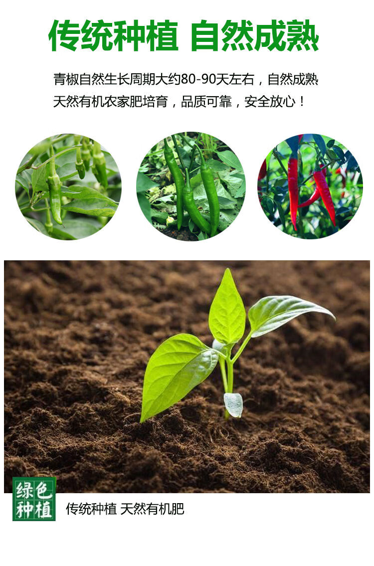 现摘新鲜青椒江西高安农家特产当季青线椒薄皮尖椒现发 3斤青椒中辣