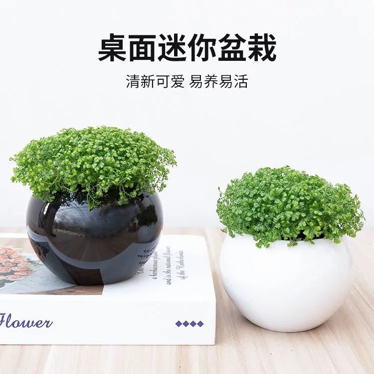 轻奢涞思芊情人草蕨类植物幸福草吸甲醛净化空气去烟味室内桌面绿植