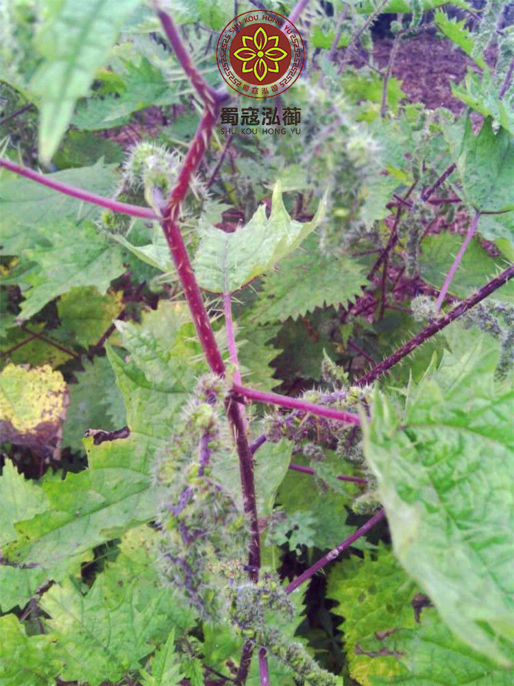 伟博红藿麻根 红豁麻根红禾麻草 红荨麻草根/红活麻根