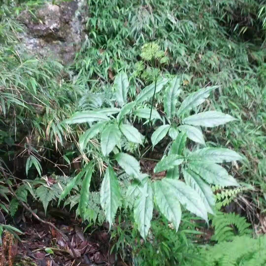 伟博竹节参三七竹节七鲜品产地四川白色选货单个400克致750克一斤
