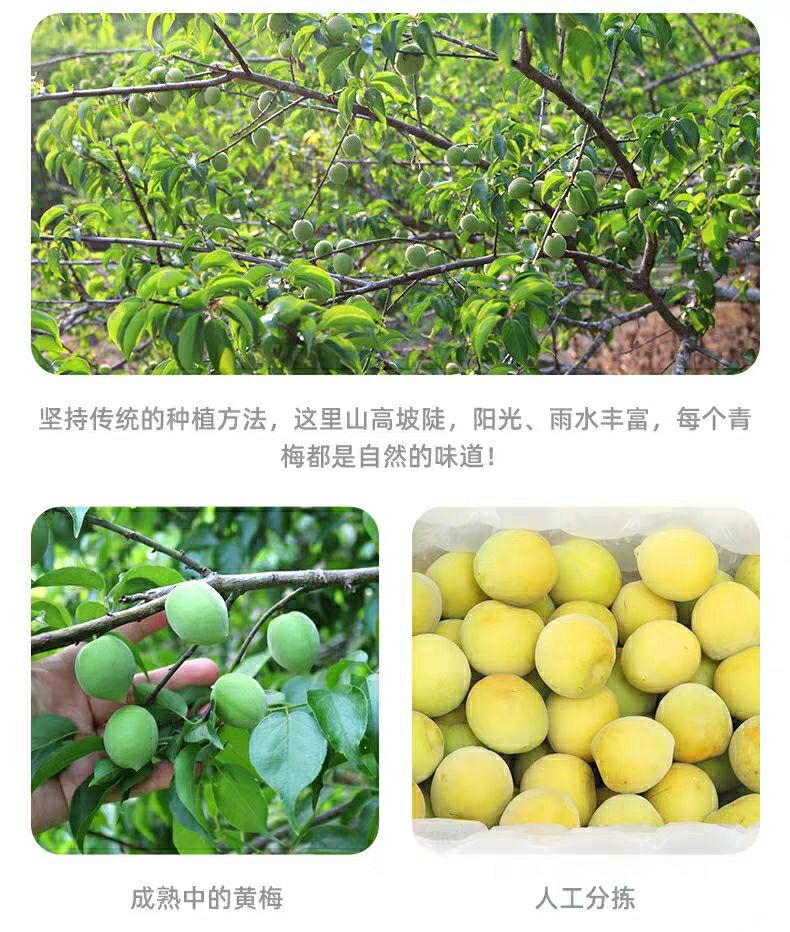 顺丰青梅果新鲜清脆梅子现摘高山水果 熟黄梅5斤(味道