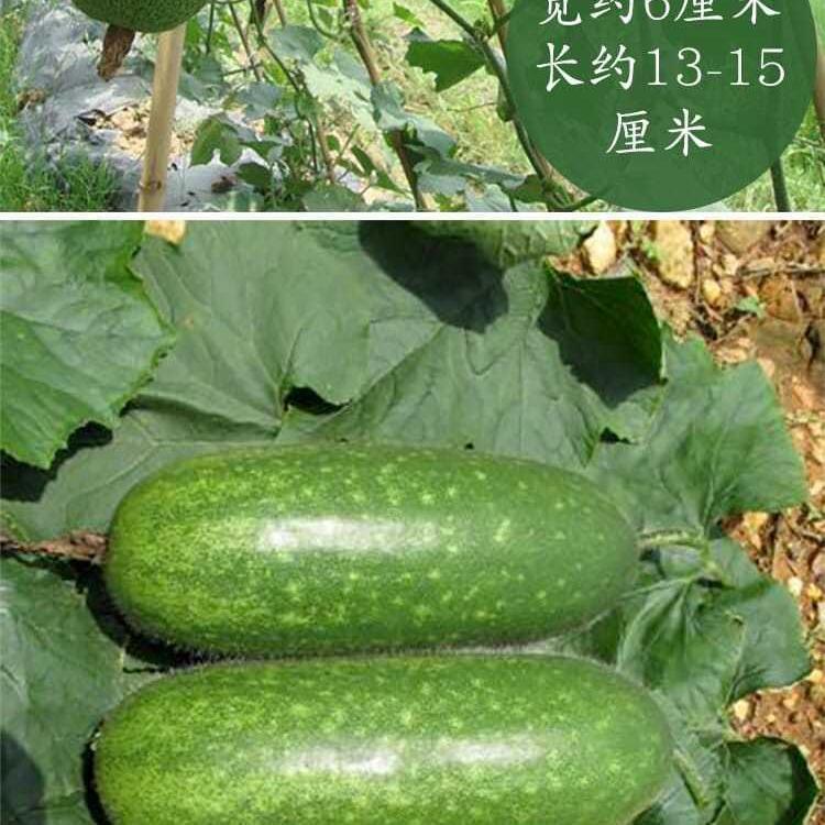新鲜迷你型小冬瓜新鲜节瓜迷你小冬瓜 新鲜蔬菜青节瓜青茄瓜吊瓜 精选