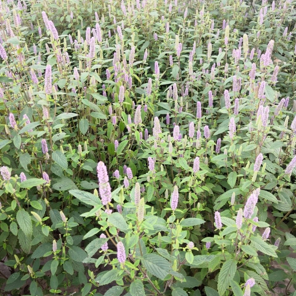 伟博云南昭通豆花连渣闹蘸水特色调味料干毛菇木姜花1份30朵