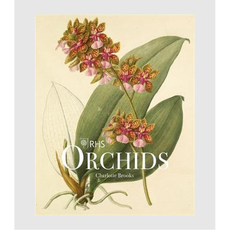 进口艺术 RHS Orchids 兰花 插画图鉴 RHS Orchids 英文原版进口艺术插画作品集 【上海外文书店】