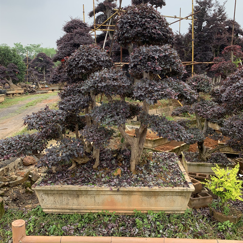 花友 红花继木盆景地景植物大型庭院别墅造型风景树老桩红花檵木 红花