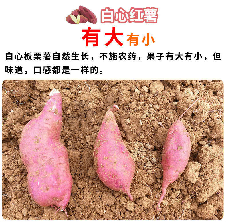5斤 大薯