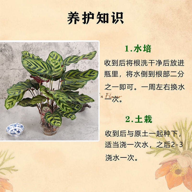 水养凤凰羽孔雀精灵水培植物室内绿植花卉盆栽富贵竹水养好养孔雀精灵