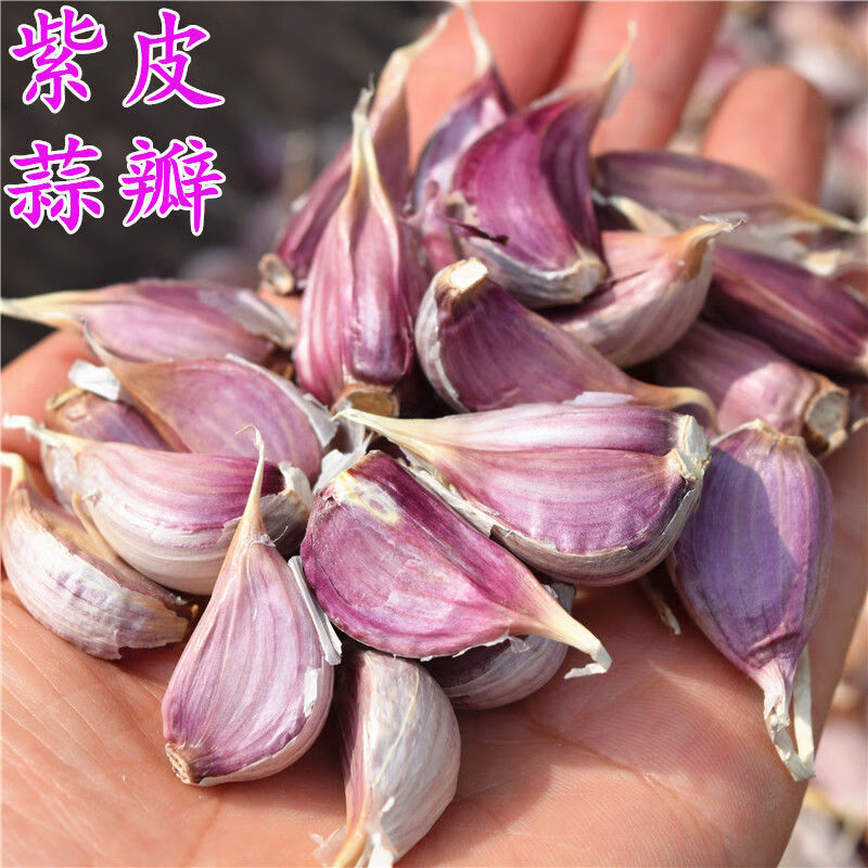 2021山东紫皮蒜瓣出蒜苔蒜苗批发新鲜红皮蒜独干大蒜种子小香蒜